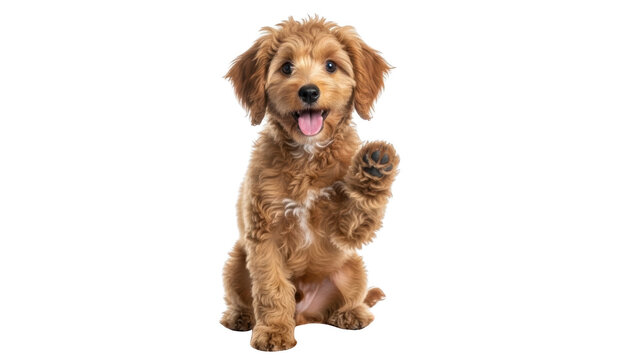 Goldendoodle puppy India