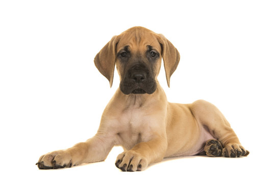 Great Dane puppy buy India
