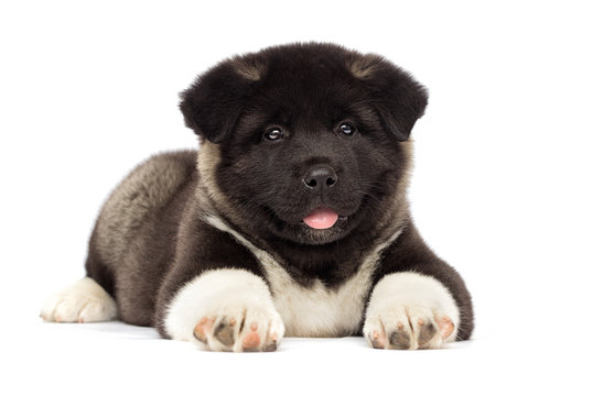 Akita Inu puppy India
