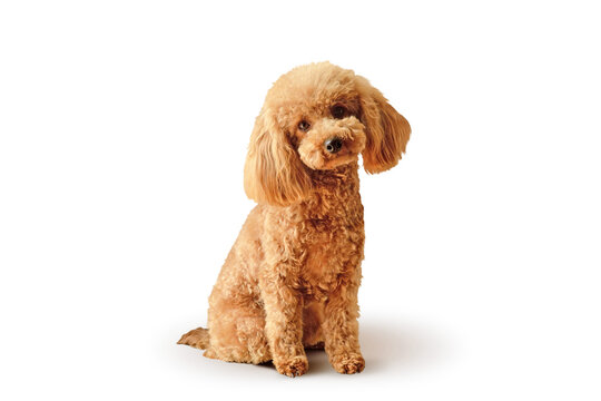 Toy Poodle puppy