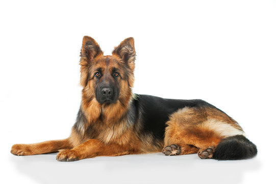 German Shepherd puppy India price