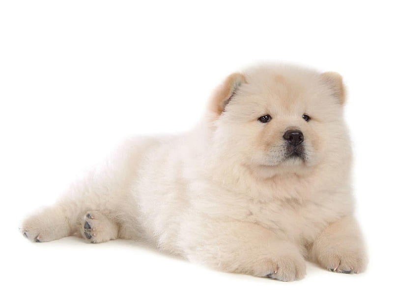 Chow Chow puppy India