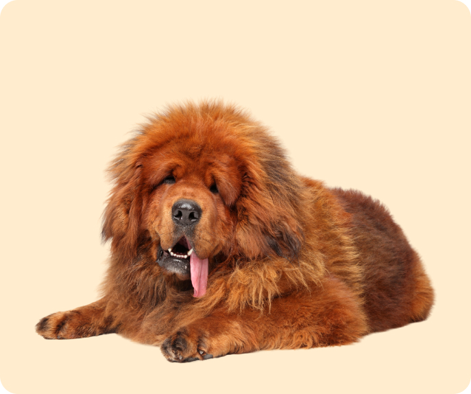 Tibetan Mastiff India