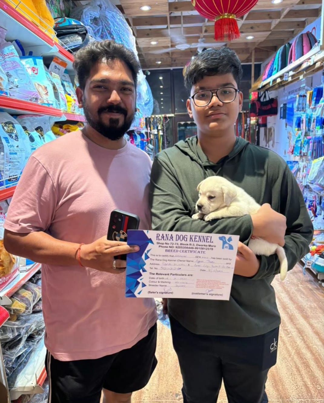 Healthy golden Labrador puppy for sale in Delhi NCR