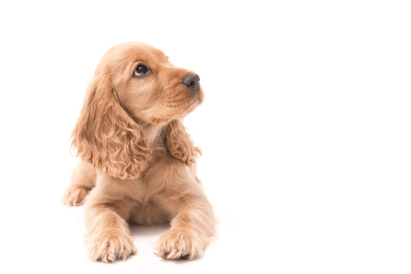 Cocker Spaniel puppy for sale in Delhi