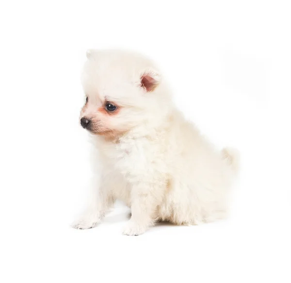 Pomeranian puppy price buy India