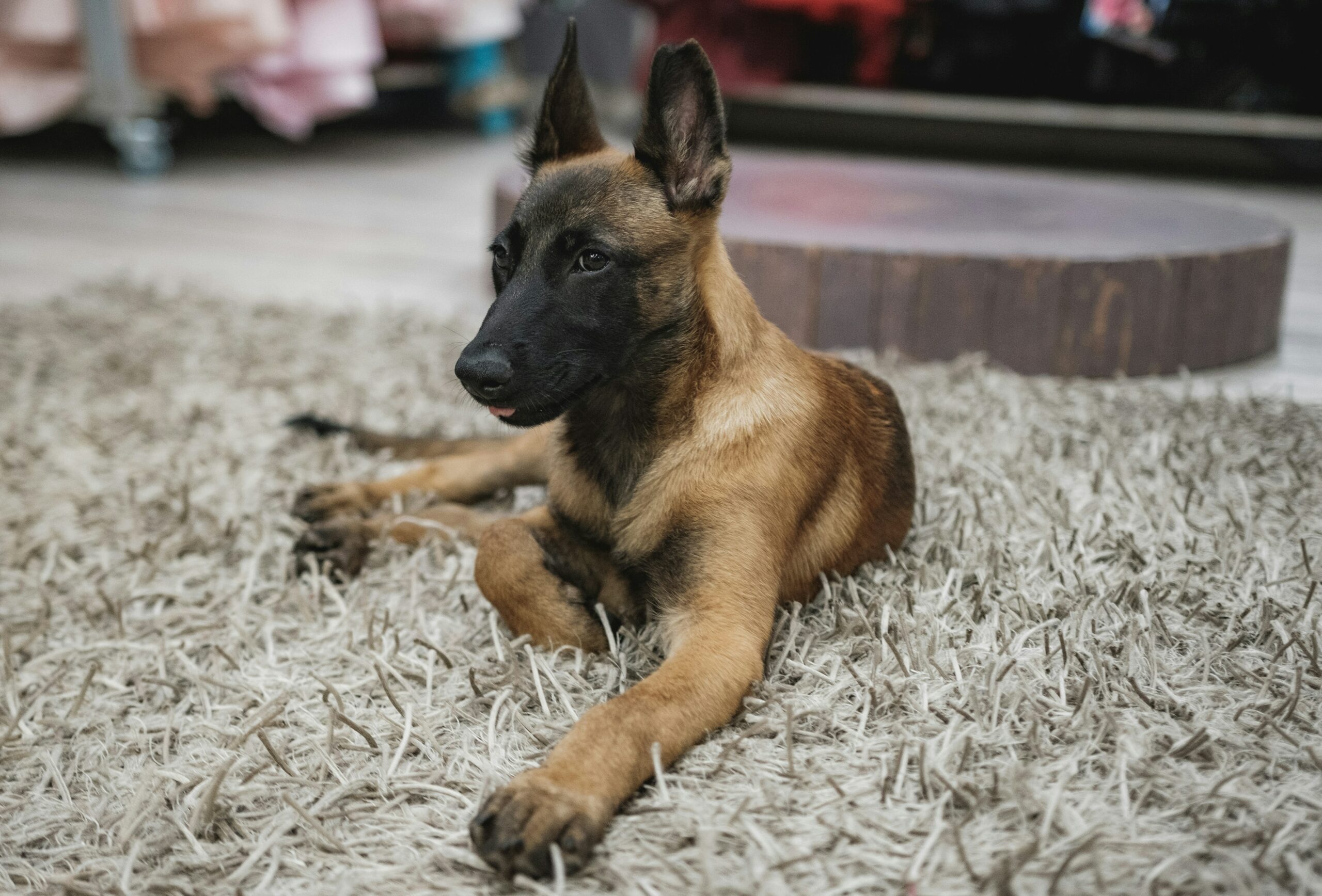 Belgian Malinois puppy for sale in Delhi
