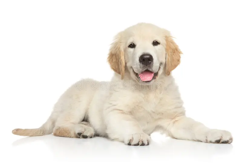 Golden Retriever puppy price buy India