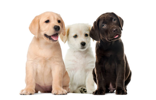 Labrador puppy buy India price