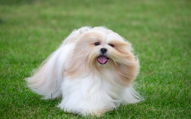 Lhasa Apso puppy for sale in Delhi