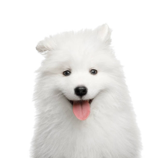 Samoyed puppy India