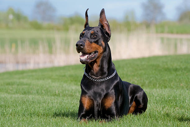 Doberman puppy India